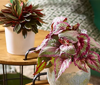 Zimmerpflanzen im November