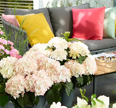 Blütenträume mit Rosen und Hortensien