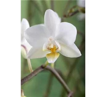 Zimmerpflanzen im Januar