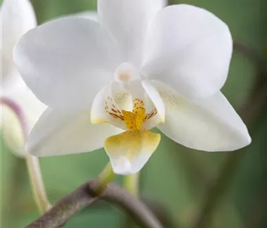 Zimmerpflanzen im Januar