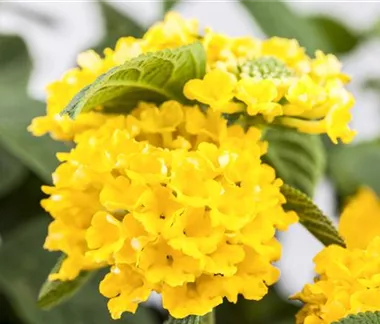 Duftende Blickfänger – Das Wandelröschen