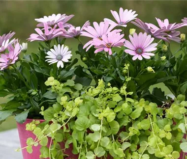 Balkonkästen bepflanzen 