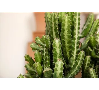 Zimmerpflanzen im März