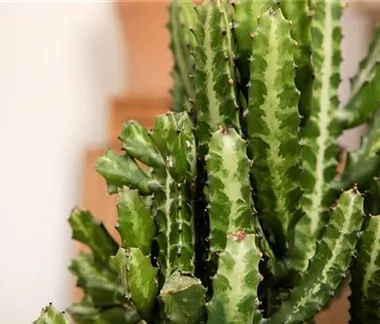 Zimmerpflanzen im März