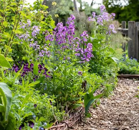 Allgemeine Gartenarbeit im April