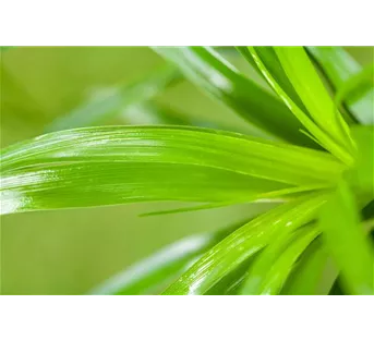 Dekorieren mit Zimmerpflanzen