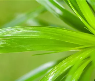 Dekorieren mit Zimmerpflanzen