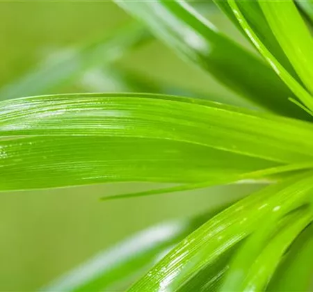 Dekorieren mit Zimmerpflanzen