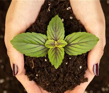 Ziergarten im Januar