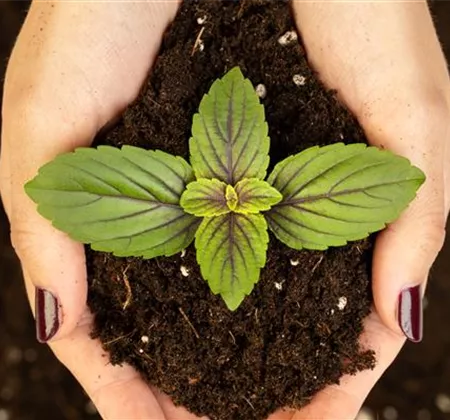 Ziergarten im Januar