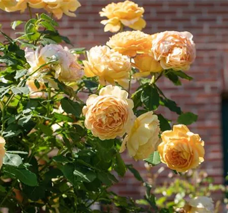 Terrasse & Balkon im März