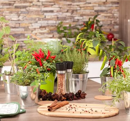 Kräuter von der Fensterbank