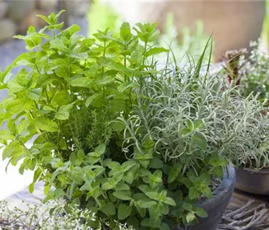 Gemüse-, Kräuter- und Obstgarten im April