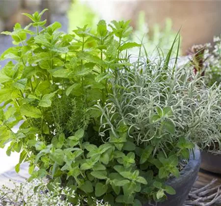 Gemüse-, Kräuter- und Obstgarten im April