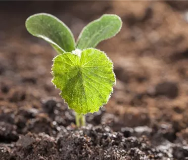 Gemüse-, Kräuter- und Obstgarten im Februar