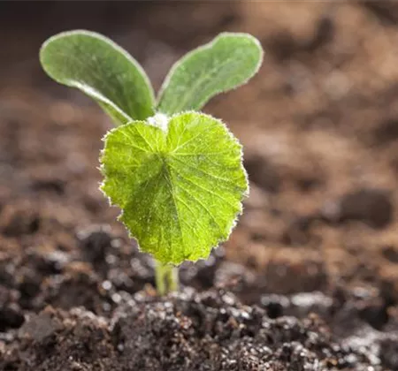 Gemüse-, Kräuter- und Obstgarten im Februar