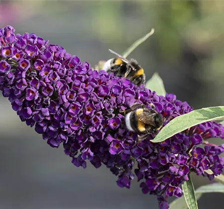 Duftende Schönheiten für einen lebendigen Garten