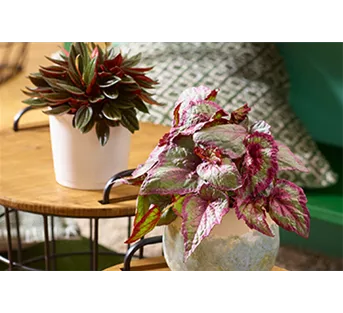 Zimmerpflanzen im September