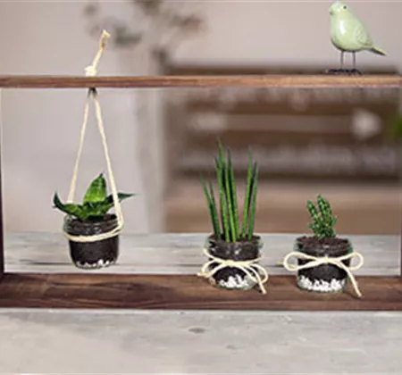 Deko mit Sukkulenten & Kakteen