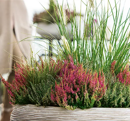Gräser als Terrassenschmuck