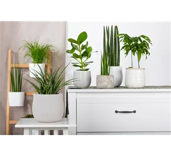 Zimmerpflanzen im August