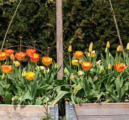 Den Frühlingszauber pflanzen