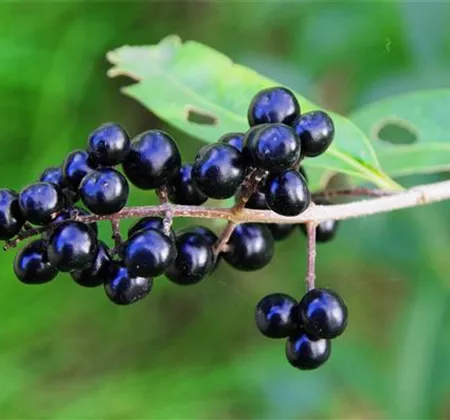Ziergarten im Februar