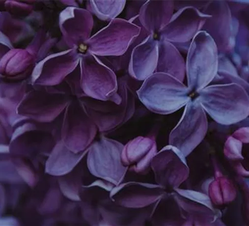 Beet & Balkon Beet & Balkon