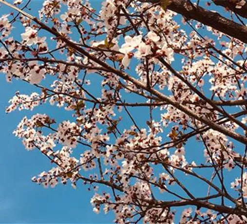 Bäume & Sträucher Bäume & Sträucher