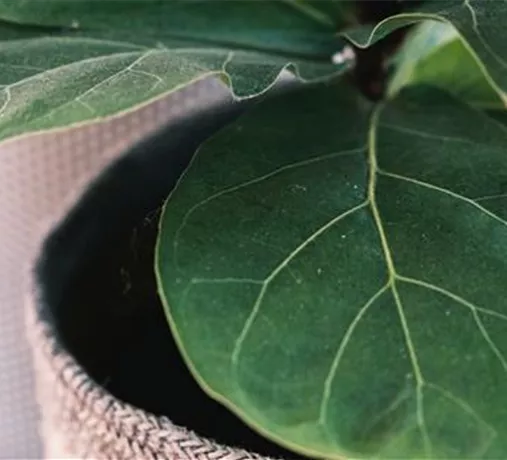 Zimmerpflanzen Zimmerpflanzen