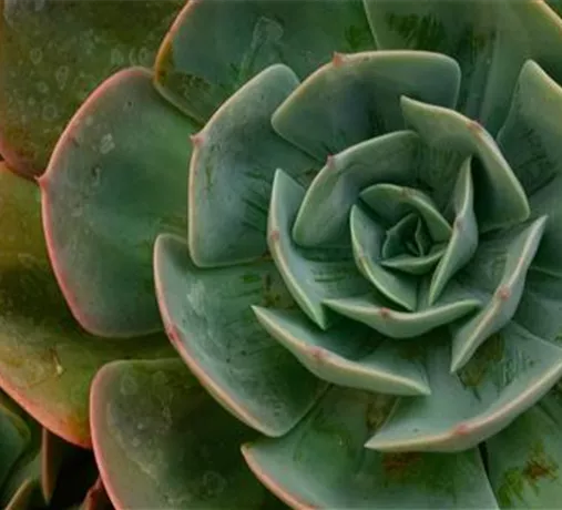 Kakteen & Sukkulenten Kakteen & Sukkulenten