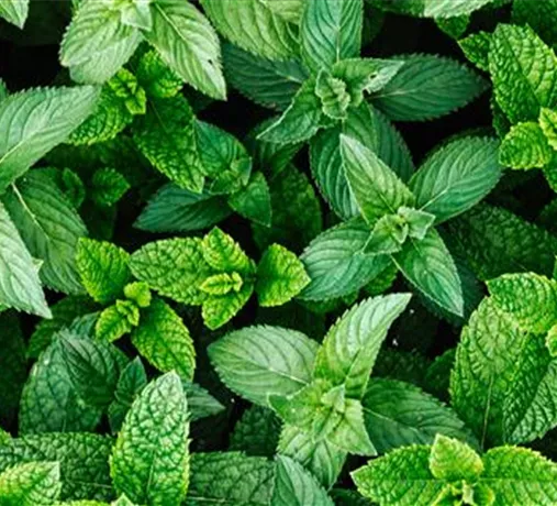 Kräuter & Gewürze Kräuter & Gewürze