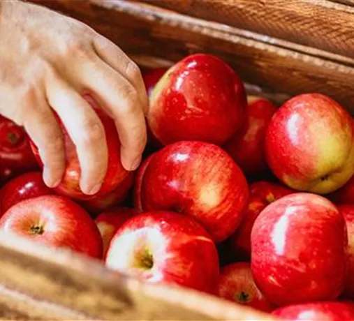 Nutzpflanzen Nutzpflanzen