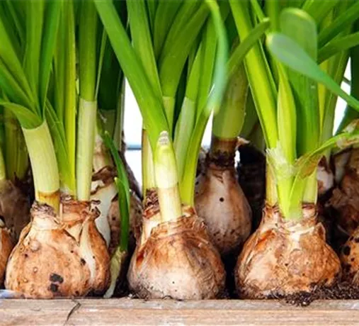 Blumenzwiebeln Blumenzwiebeln