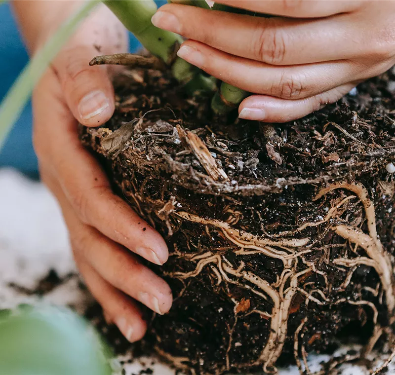Anwachsversprechen Anwachsversprechen