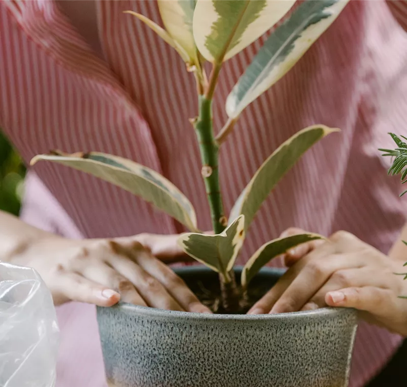 Pflanzservice Pflanzservice