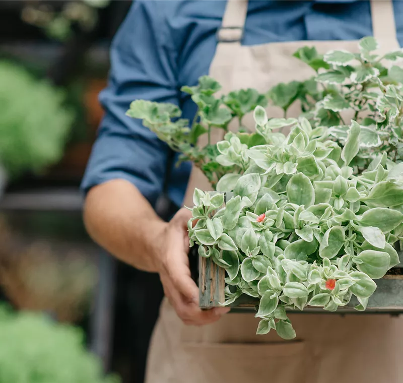 Lieferservice Lieferservice