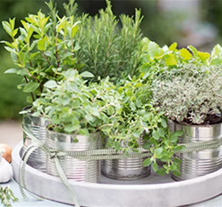 Grillen mit frischen Kräutern