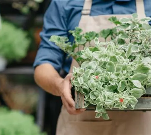 Auslieferungsfahrer (m/w/d) als Aushilfe (Minijob auf 556-Euro-Basis) 