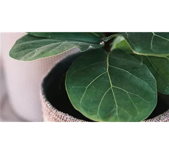 Zimmerpflanzen im Februar