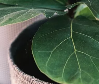 Zimmerpflanzen im Februar