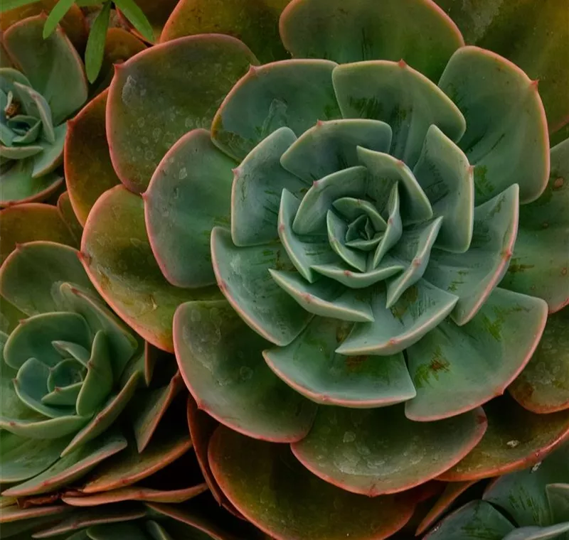 Kakteen & Sukkulenten