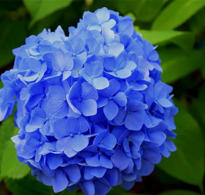 Hortensien Hortensien