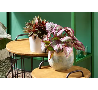 Wohnen mit Zimmerpflanzen