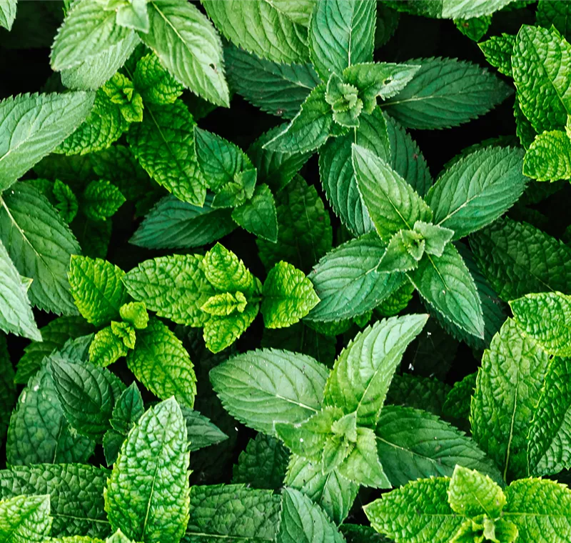 Kräuter & Gewürze Kräuter & Gewürze