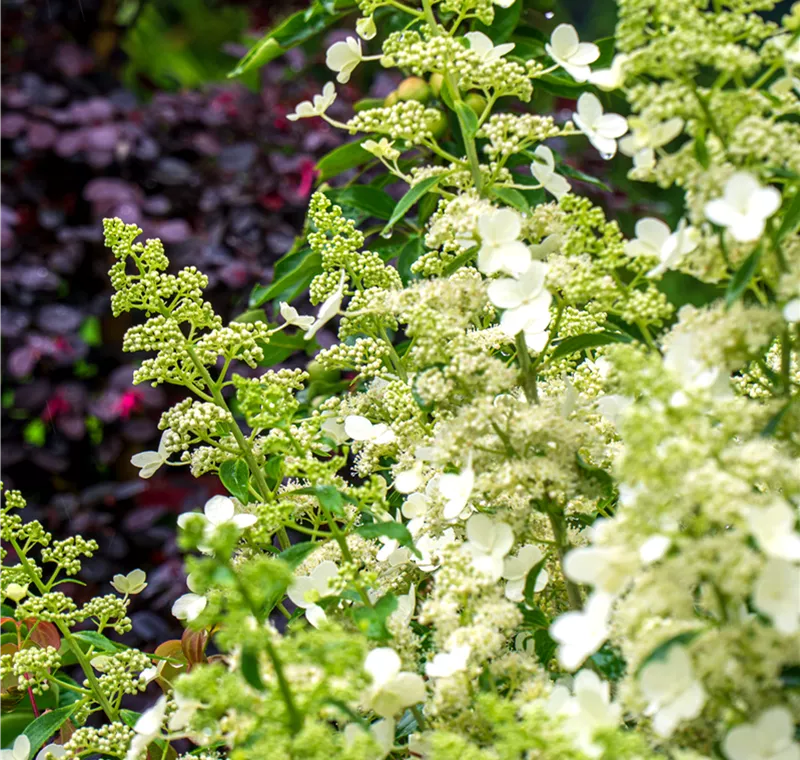 Gartenpflanzen Gartenpflanzen