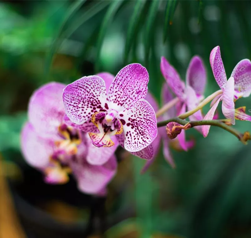 Orchideen
