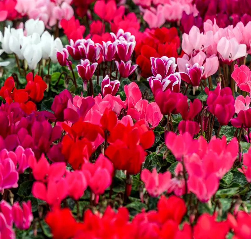 Blühende Zimmerpflanzen