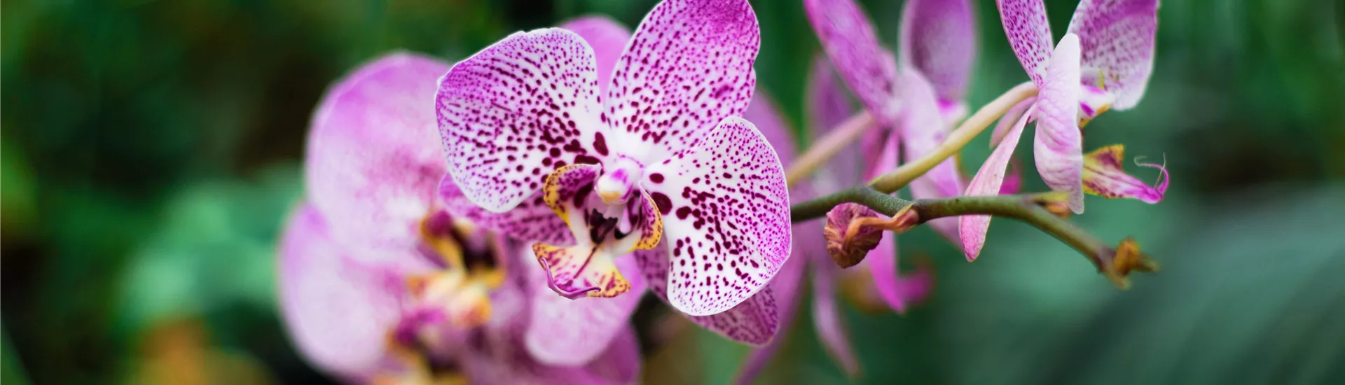 Kachel Orchideen.jpg Kachel Orchideen.jpg