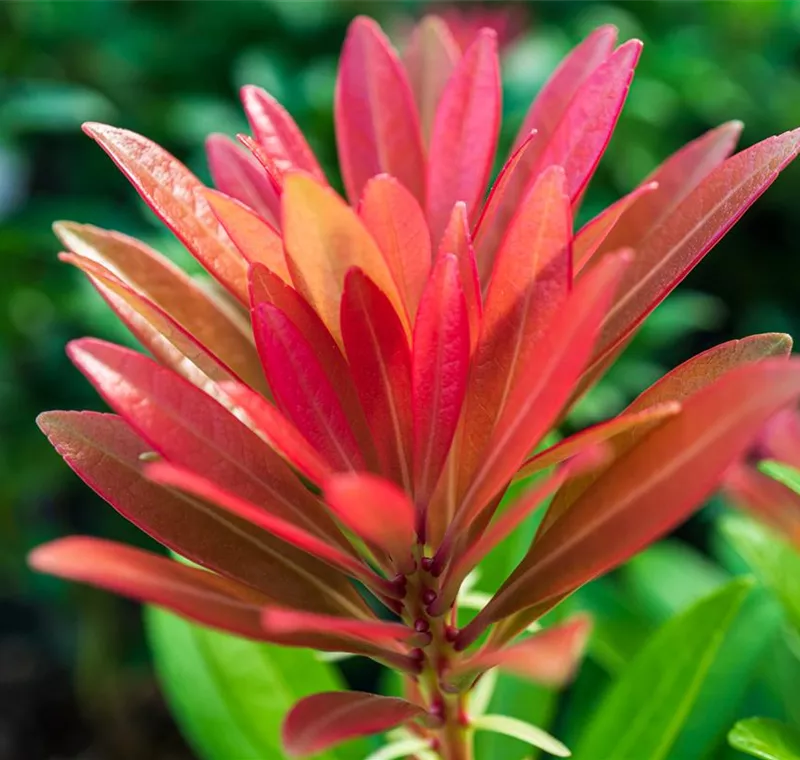 Bäume, Sträucher & Hecken Bäume, Sträucher & Hecken